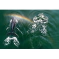 thumbnail image 2 of Souders, Paul 24x17 White Modern Wood Framed Museum Art Print Titled - Alaska-Aerial view of rainbow above Humpback Whales spouts while breathing at surface, 2 of 4