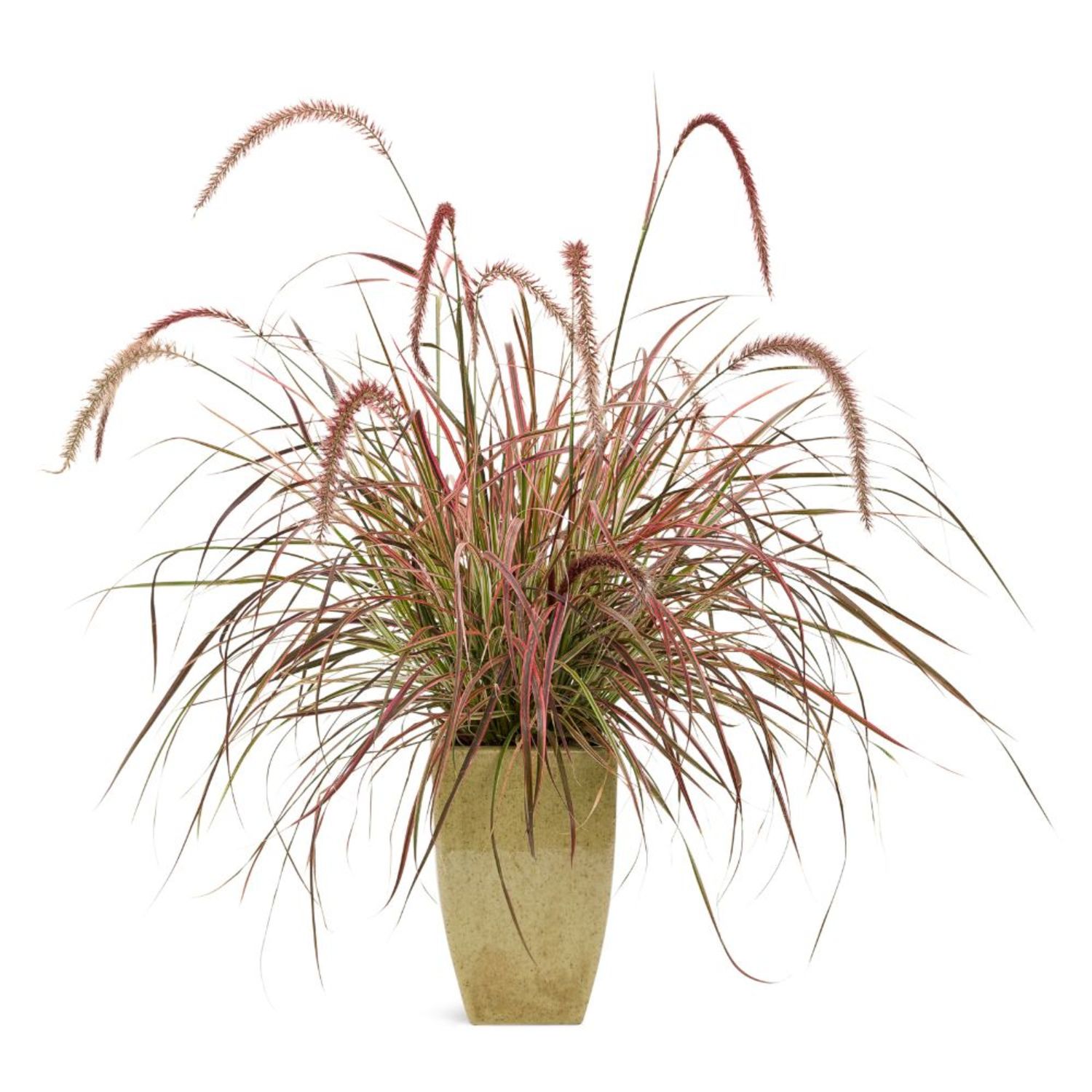 Proven Winners 5" Multicolor Graceful Grasses Fireworks Fountain Grass Live Plant in 4.5" Pot (4 Count)