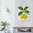 thumbnail image 4 of Nawypu Vintage Botanical Prints | Citrus Wall Art Kitchen Lemon Decor Mediterranean, 4 of 5