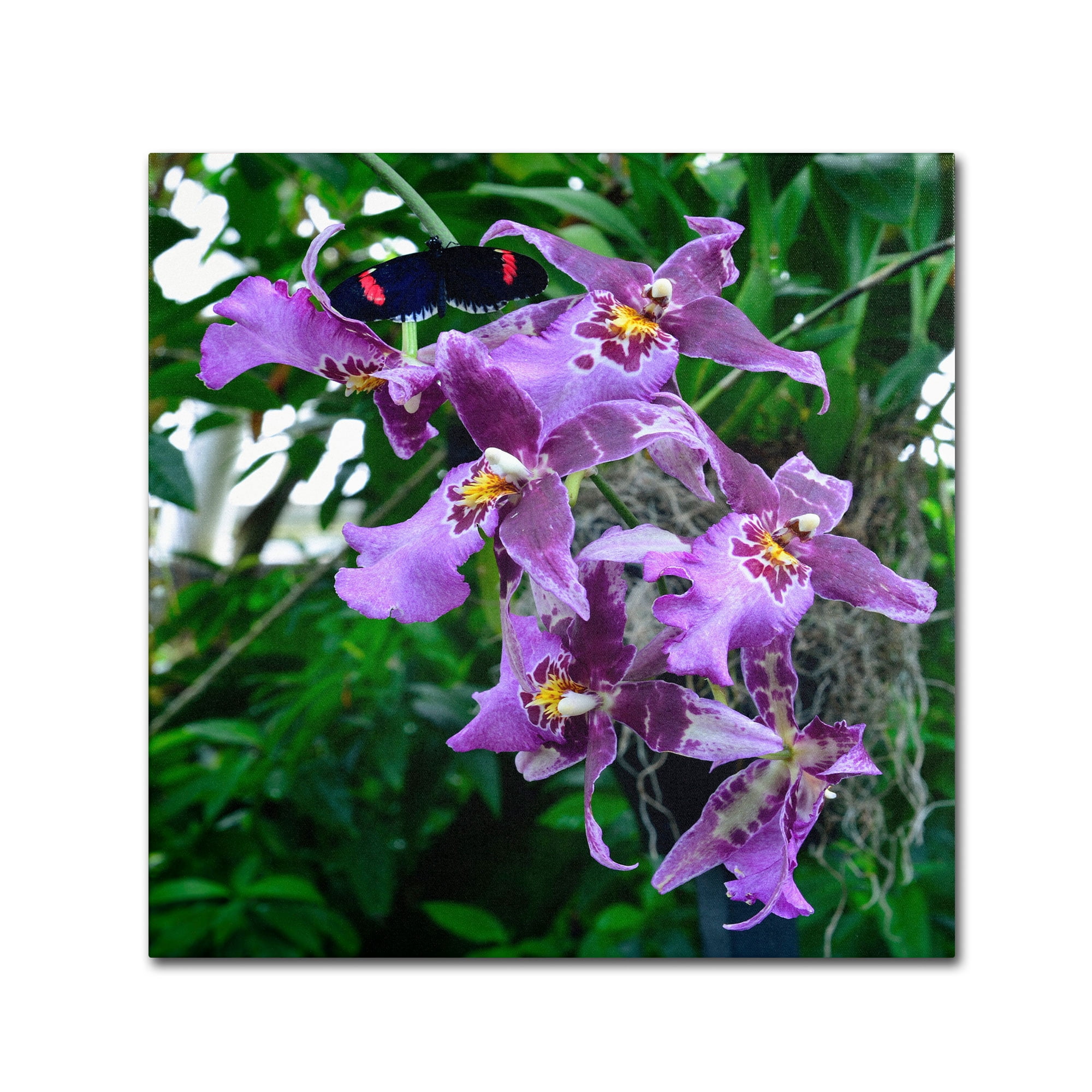 Trademark Fine Art "Postman Butterfly on Orchid" Canvas Art by Kurt Shaffer