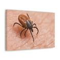 thumbnail image 2 of Tick Hunting  Tick on Hunt Print Animal Wall Art Wildlife Canvas Prints Wall Art Ready to Hang Unframed, 2 of 18