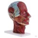 thumbnail image 1 of 5 paquetes 1: 1 cabeza humana modelo de cuello estatua de anatomía boratorio suministros de aprendizaje Sunnimix Estatua de cuello de cabeza humana, 1 of 7