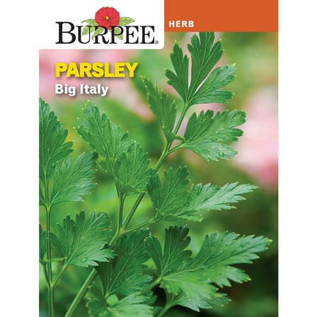 Burpee Big Italy Parsley Herb Seed, 1-Pack