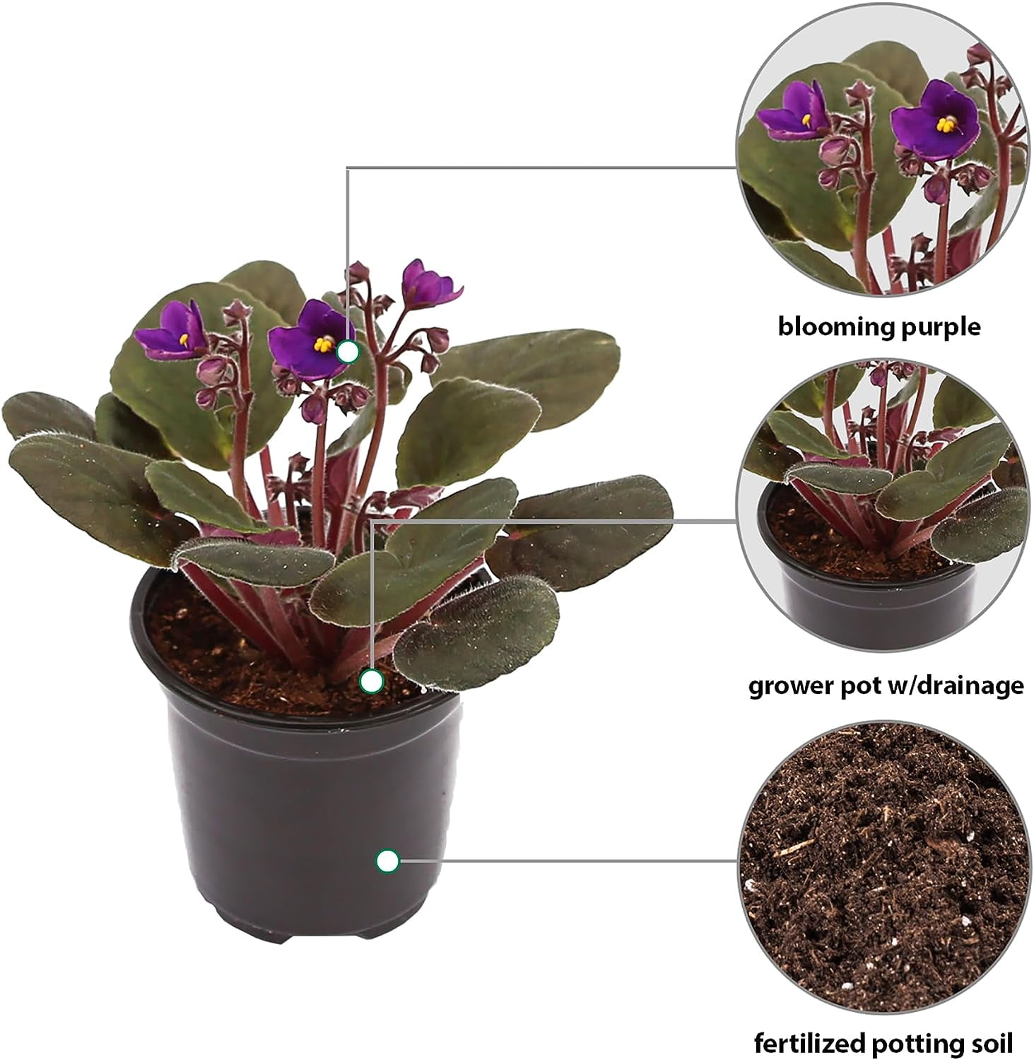 Live Purple Shade Violets, Blooming Housewarming Gift, Birthday Gift, Father's Day Gift, Plant Lover Gift, Sympathy Gift, Flowering Small Houseplant, Fully Rooted Indoor Plant in 4" Pot