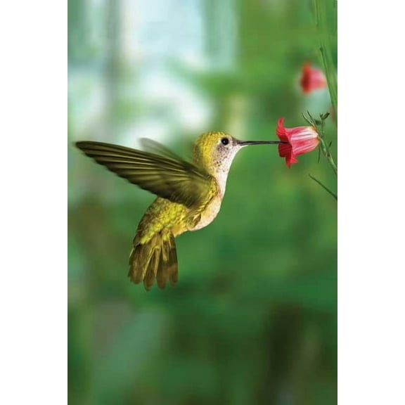 Nodin Press Blank Journals Hummingbird Blank Journal, (Hardcover)
