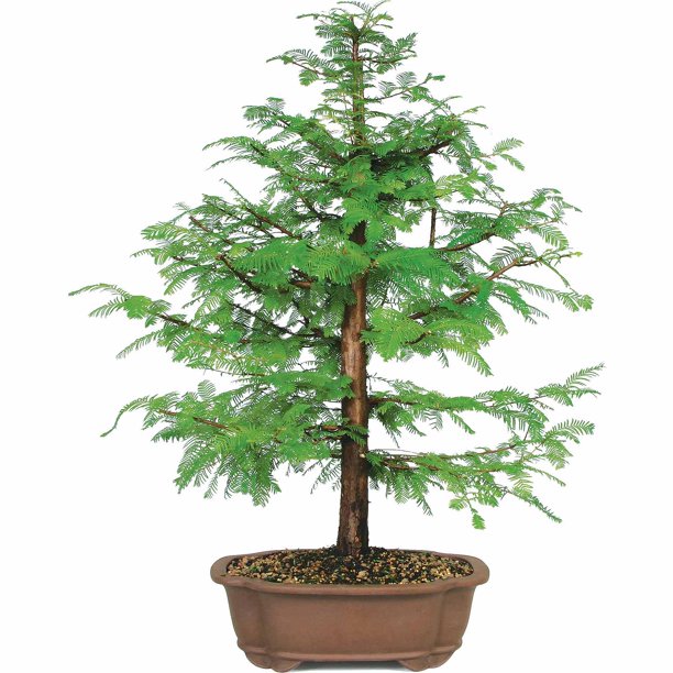 Dawn Redwood Bonsai Tree