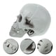 thumbnail image 3 of FELTECHELECTR Adorno de calavera artificial de Halloween, calavera asustadiza, accesorios para casa fantasma, suministros para fiestas (2), 3 of 6
