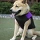 thumbnail image 3 of Ropa para Mascotas - Poliéster Morado Pet Impermeable Chaqueta de plumón Chaleco Ropa Abrigo Grueso Grueso para Perros Grandes(2XL), 3 of 5