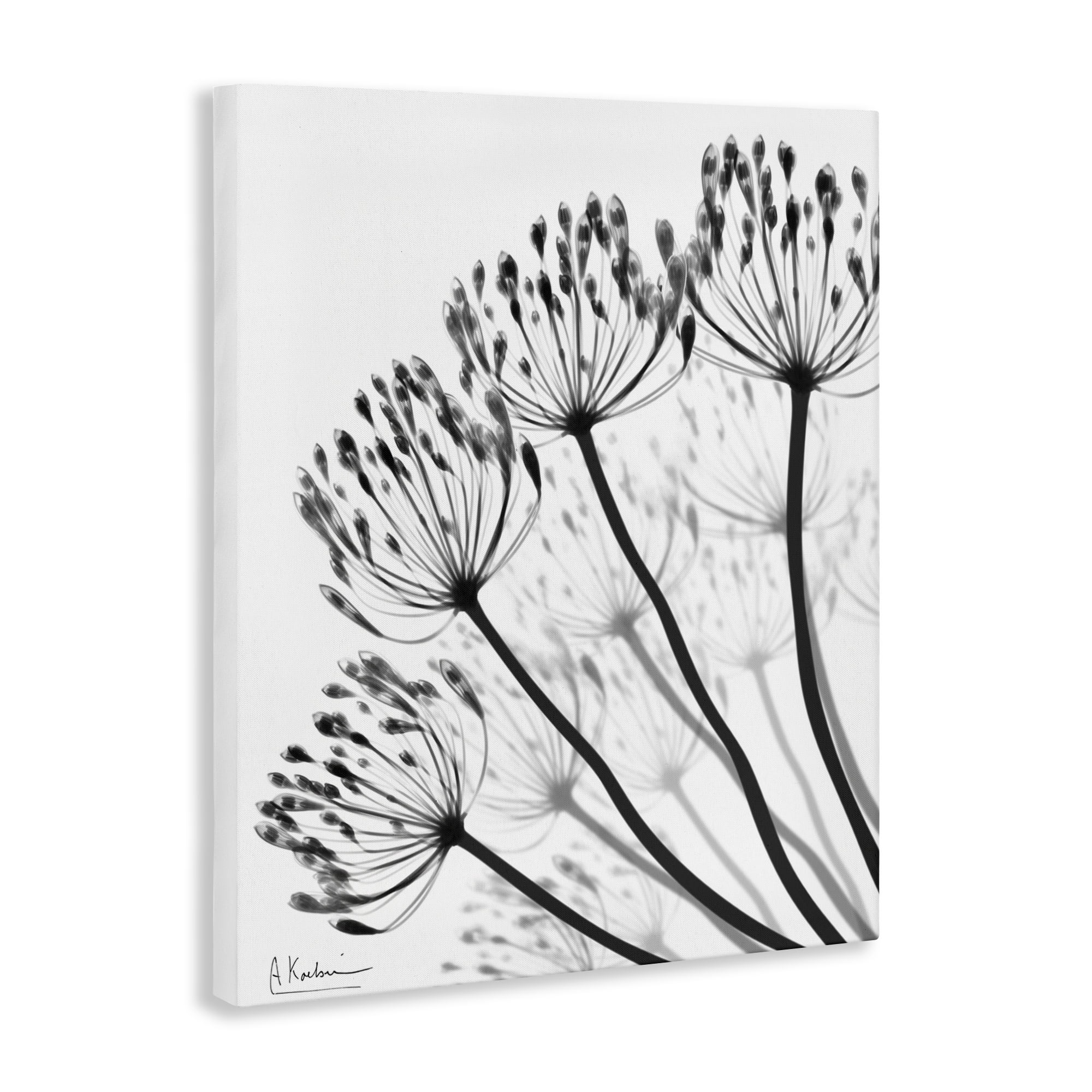 Stupell Industries Floral Fan Dandelions Canvas Wall Art, design by Albert Koetsier