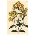 thumbnail image 2 of Calceolaria Integrifolia Poster Print By ® Florilegius Mary Evans (24 X 36), 2 of 4
