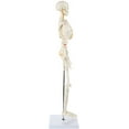 thumbnail image 3 of "Axis Scientific 31"" Mini Human Skeleton Model with Metal Stand, Removable Arms and Legs, Includes Product Manual", 3 of 14