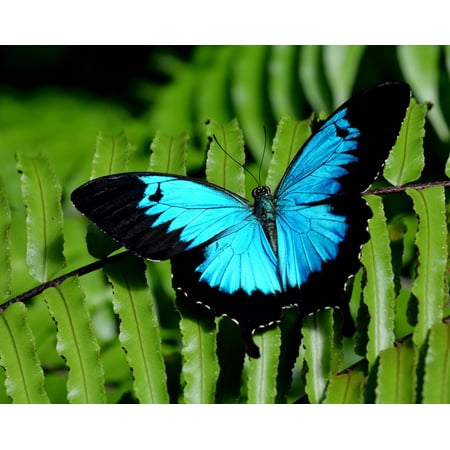 Paint by Numbers - Butterfly Blue Has Everything You Need to Paint ( Size 16 x20)