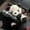 D, variant on 1*Car Cute Bowknot Panda Wiper Turn Signal Switch Ornament P Doll Decor L5F6