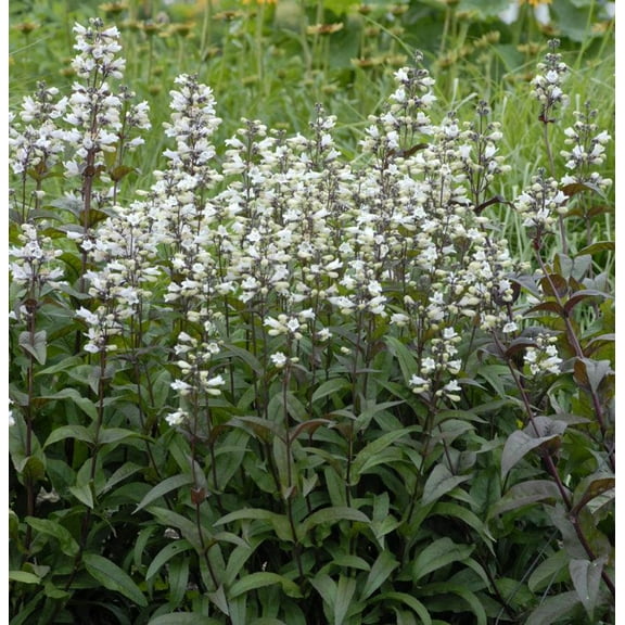 Husker Red Beardtongue-Perennial-Attracts Pollinators  1 Gallon
