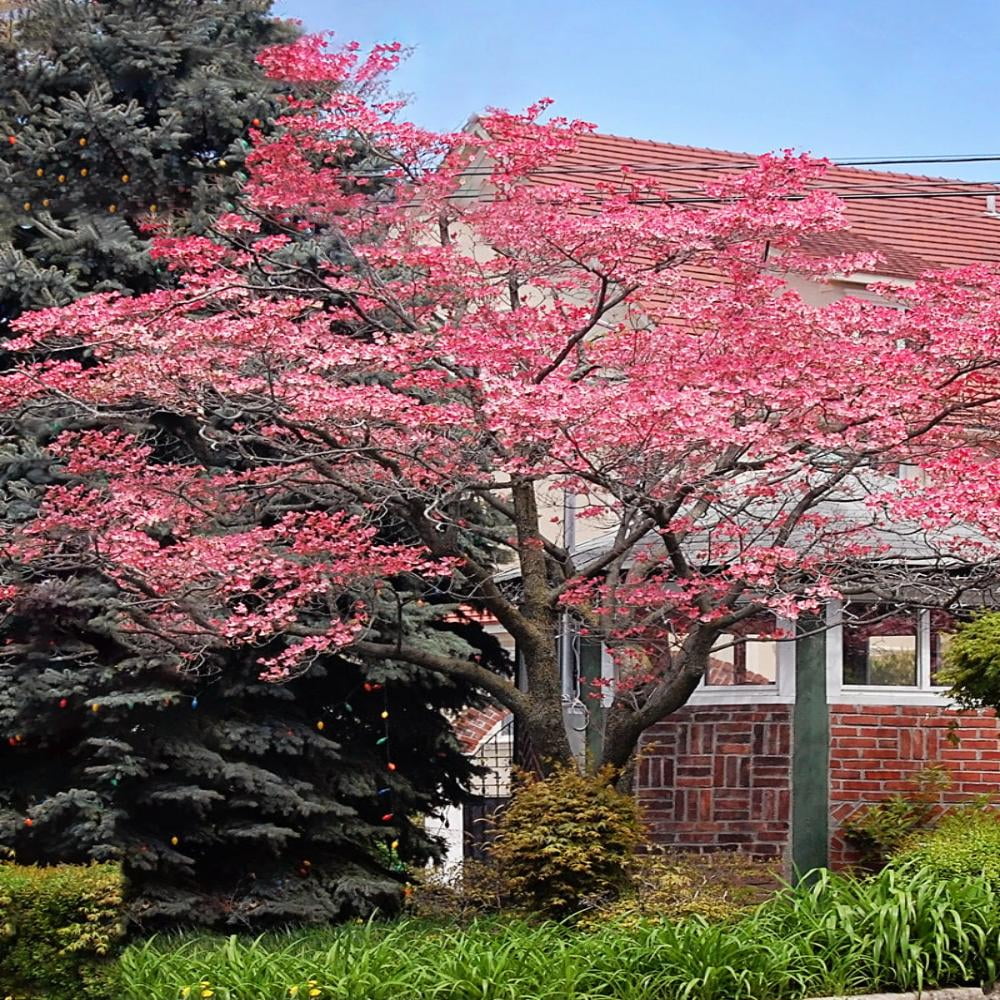 Expert Gardener Kousa Pink Dogwood Live Tree, 3-4 ft Tall, 7-Gallon Grower Pot