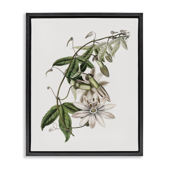 Stupell Industries Shabby Chic Vintage Lily Plant Black Floating Frame Canvas Art, 17 x 21, by CAD Designs