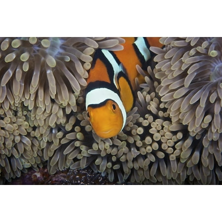 A female clownfish looks after her eggs at the edge of the host anemone Papua New Guinea Stretched Canvas - Terry MooreStocktrek Images (18 x (Best Anemone For Clownfish)