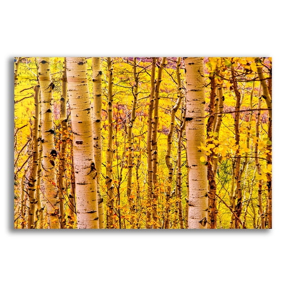 Epic Art 'Aspen Autumn' by Mark A Paulda, Acrylic Glass Wall Art, 16"x12"
