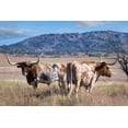thumbnail image 2 of Fitzharris, Tim 18x13 Black Ornate Wood Framed with Double Matting Museum Art Print Titled - Longhorn cattle, 2 of 4