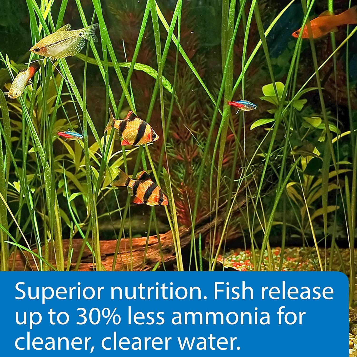 API Tropical Premium Pellets for Community Fish [Aquarium Tropical Fish Food, Aquarium Supplies] 12.6 oz (3 x 4.2 oz)
