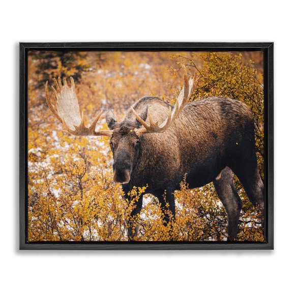 Stupell Industries Traditional Moose in Autumn Foliage Black Floating Frame Canvas Art, 31 x 25, by Daniel Sproul