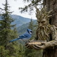 thumbnail image 5 of The Quiet Offering A Tree-Integrated Bird Feeding Sculpture,Outdoor Millennial Ancient Tree Bird Feeder, Backness with Hidden Keyhole Hanger for Hanging, Garden Yard Decor for Birds Lovers, 5 of 6