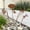 RustyInsect:4-pack, variant on HZMSYQ 7-Pack Decorative Garden Stakes, Mixed Size Metal Fern Stakes, Rusty Metal Flowers Wall Decor, Yard Ornaments Outdoor and Garden Decorations, Flower Bed Lawn Yard Courtyard Decor