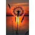 thumbnail image 1 of Dandelion 1 - Peinture Diamant DIY, 1 of 6