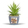thumbnail image 1 of Pot de Fleurs Ananas Faux Motif Image Nouvel An Chinois Chinois Mini Décor, 1 of 3