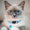 thumbnail image 4 of LAICAIW Lot de 2 Colliers pour Chat à Dégagement Rapide, Collier Réfléchissant pour Chaton avec Clochette et Dégagement de Sécurité (Bleu Pâle), 4 of 7