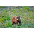 thumbnail image 2 of Jaynes Gallery 32x23 White Modern Wood Framed Museum Art Print Titled - Canada-Yukon Young grizzly bear in field, 2 of 4