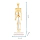 thumbnail image 3 of Modelo educativo de esqueleto humano de 35 cm para hacer uno mismo, modelo de esqueleto anatómico humano, suministros de ciencia médica, 3 of 4