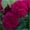 C, variant on Perennial Fragrant - Bare Root Rose - Easy Care / Low Maintenance - Ideal for Garden, Plant Hangers