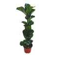 thumbnail image 1 of Planta pandurata, 1 of 3
