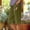 Army Green, variant on 250Th Anniversary 4Th of July Tunic, Lightweight Fashion Pants, Casual Womens Pants, Lightweight Women's Pants, Independence Day Pants for Indoor Outdoor Black Size: S