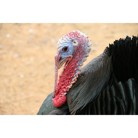 - Laminated Poster Animal Nature Turkey Poster Print 24 x 36