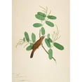 thumbnail image 2 of Sheikh Zain al-Din 14x18 Black Ornate Wood Framed Double Matted Museum Art Print Titled - Hwamei on Terminalia Branch (1780), 2 of 5