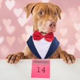 thumbnail image 2 of Conjunto de esmoquin para perro PUMYPOREITY, talla L, grande, formal, azul, 2 of 7