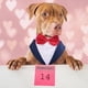 thumbnail image 2 of Conjunto de esmoquin y pañuelo para perro PUMYPOREITY Formal Gentleman 2XL Blue, 2 of 7