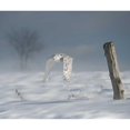 thumbnail image 3 of Burchett, PH 14x12 Black Modern Framed Museum Art Print Titled - Owl in Flight VI, 3 of 5