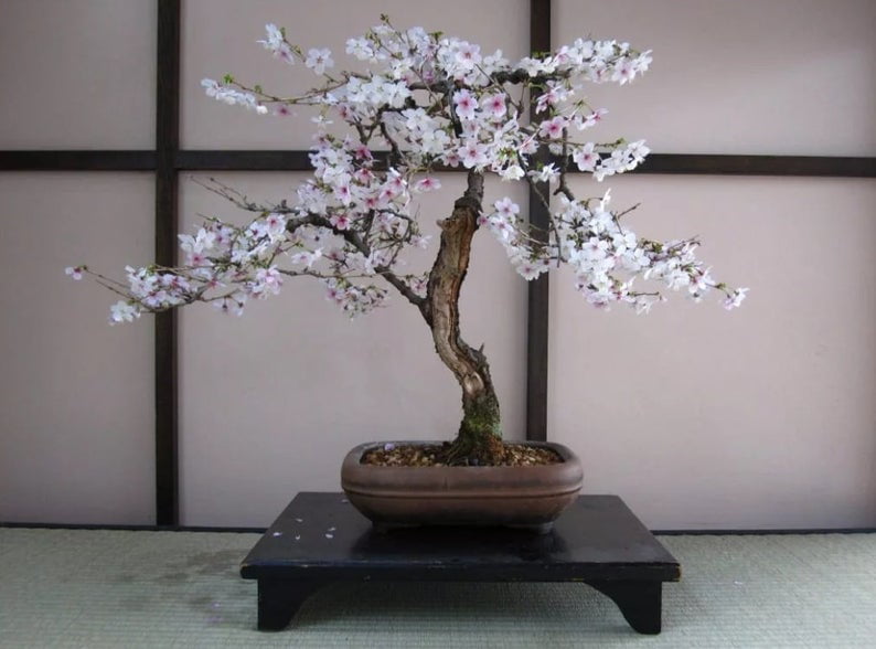 Moringa oleifera rare flowering drumstick tree bonsai exotic plant seed 15 seeds