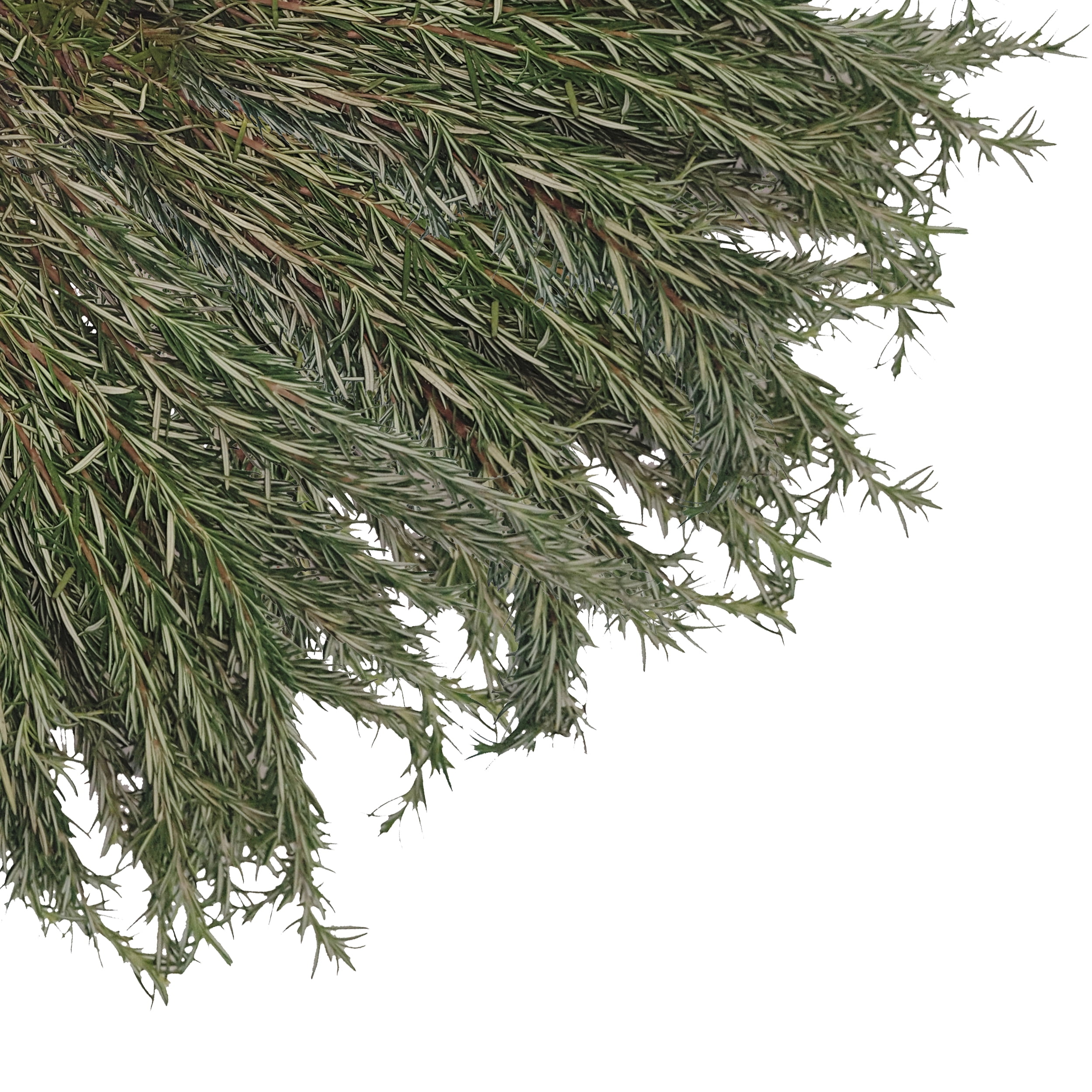 Rosemary Fresh Cut 100 Stems