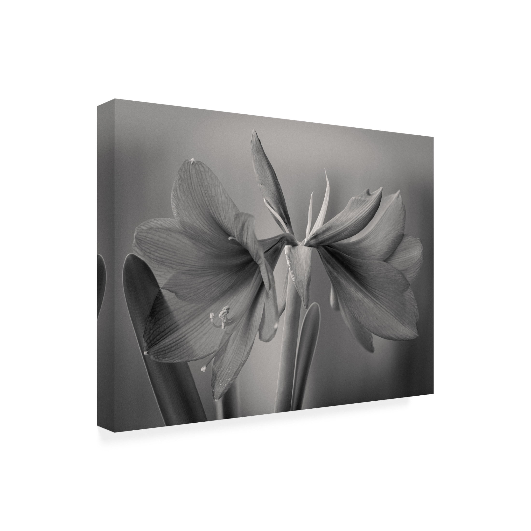 Trademark Fine Art Jan Rauwerdink Elegance Canvas Wall Art