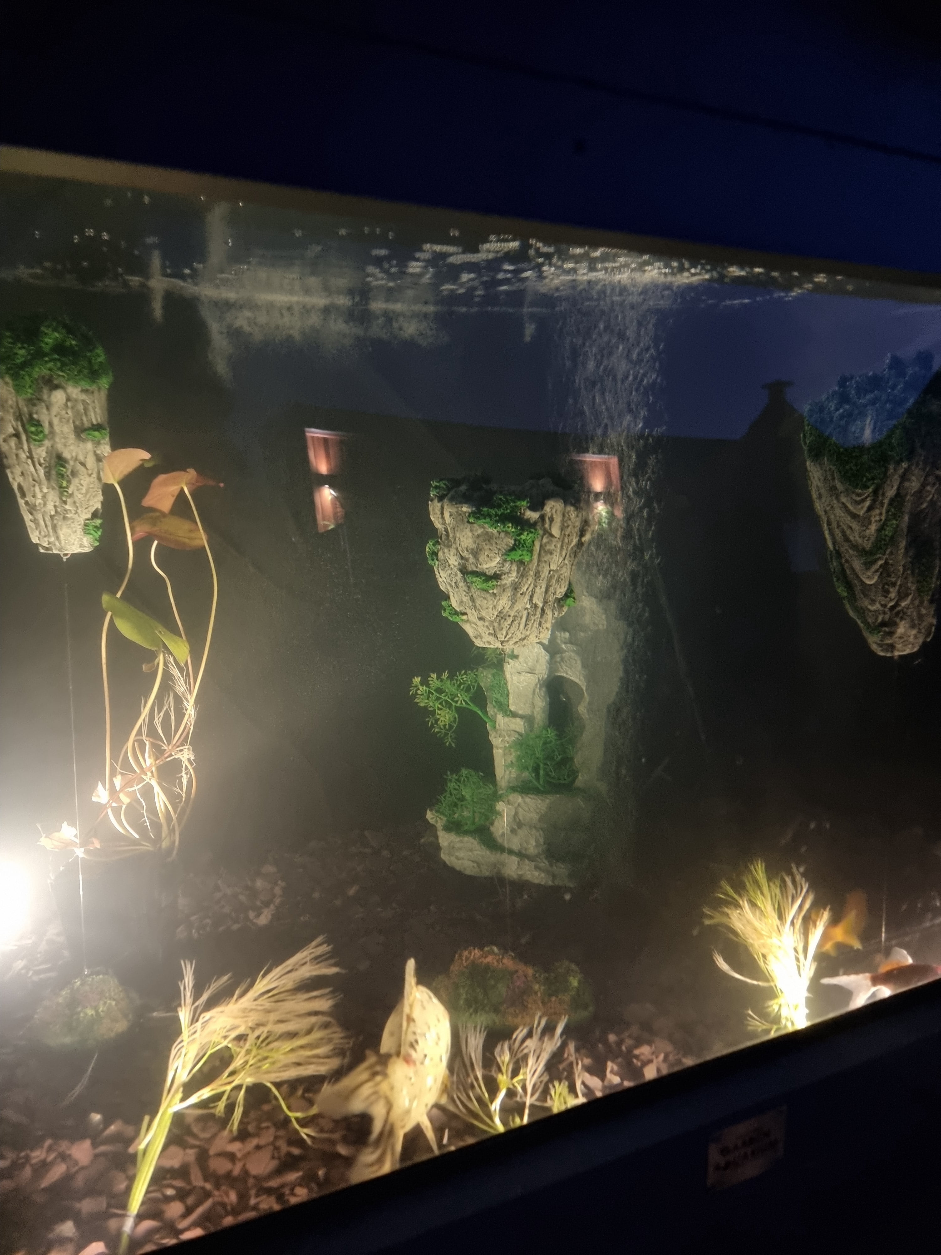 280G Light Gray Square Pond with Large Windows - Alba Clear View Garden Aquarium