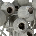 thumbnail image 2 of Vickerman Natural Botanicals 11" x 4" Bellgum Branch, 5-7 Bells, Ivory Frosted, 10 stems per unit, 2 of 7