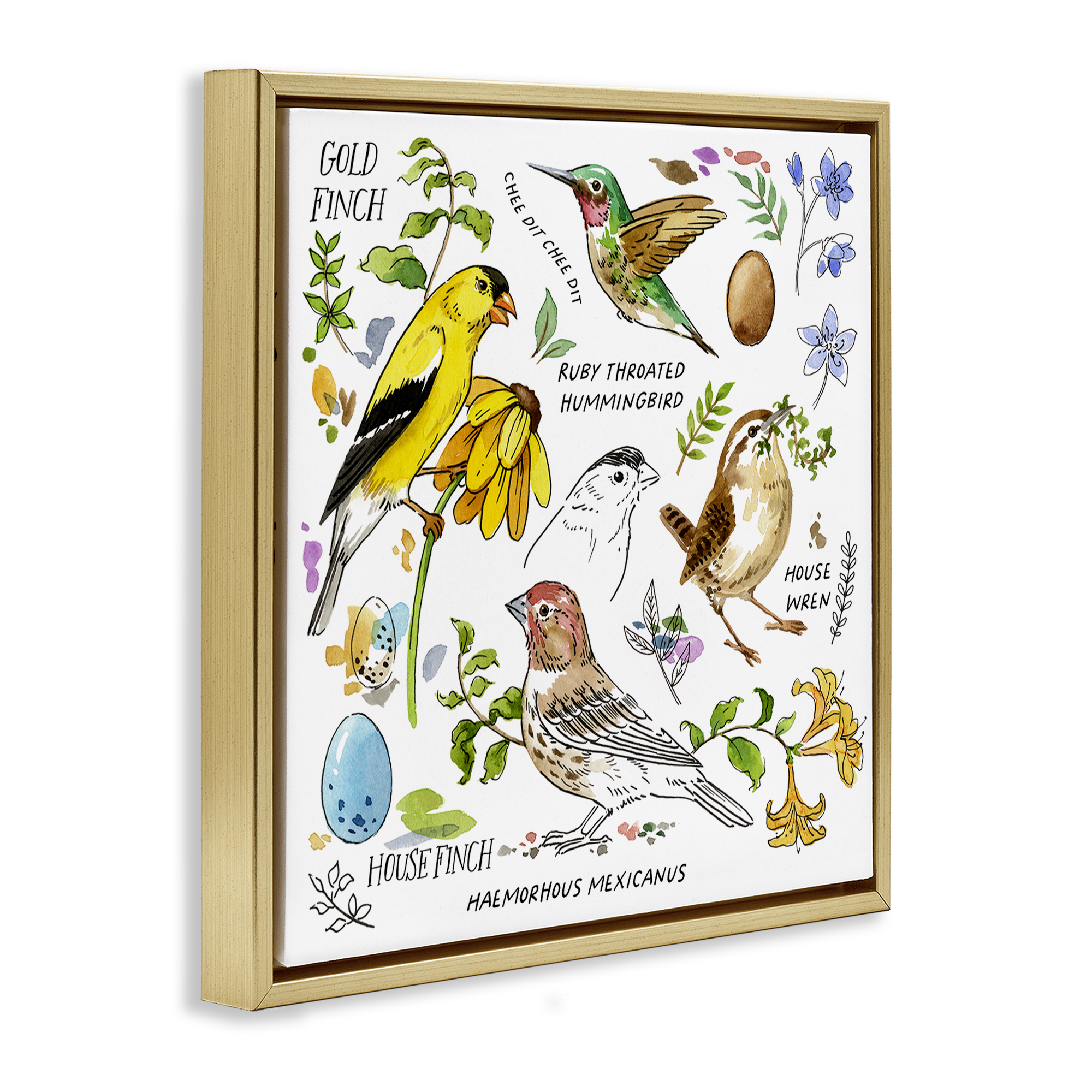 Stupell Industries Local Birds Chart Animals Painting Gold Floater Framed Canvas Art Print Wall Art, 18 x 18