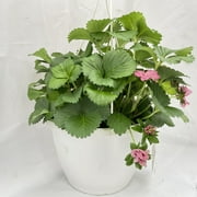 Proven Winner 1.5 GAL Multicolor STrawberry (1 pack) Grower pot