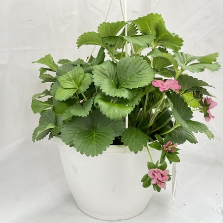 Proven Winner 1.5 GAL Multicolor STrawberry (1 pack) Grower pot