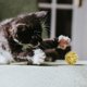 thumbnail image 2 of Juguete para gatos Gold Onion Elástico 5 cm Juguete para gatos grande Gold Onion Glitter Cat Cat Teaser Toys Cat Playthings, 2 of 2