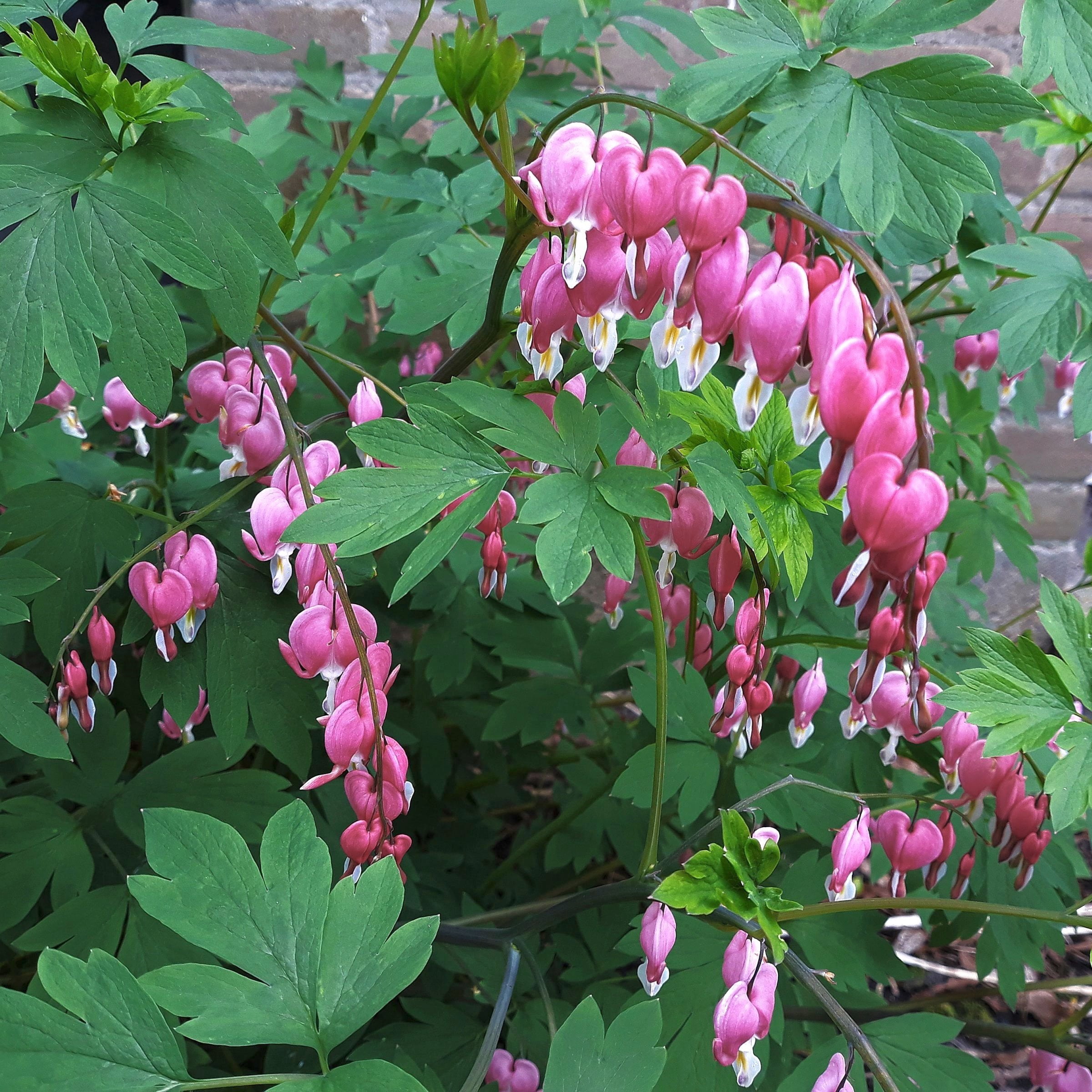 Bareroot Dicentra Dwarf Bleeding Hearts Live Perennial Plant with Pink Flowers (4-Pack)